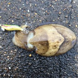 エギングとウキ釣り